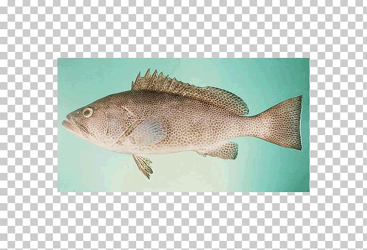 Tilapia Areolate Grouper Orange-spotted Grouper Fish Greasy Grouper PNG, Clipart, Animals, Banded Grouper, Barramundi, Bass, Cod Free PNG Download