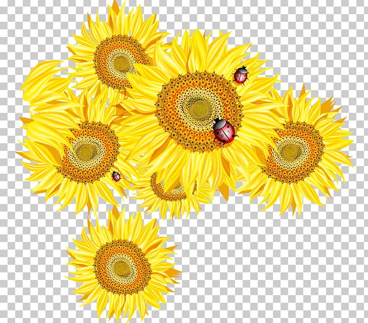Common Sunflower Euclidean PNG, Clipart, Common Sunflower, Daisy Family, Flower, Flowers, Happy Birthday Vector Images Free PNG Download