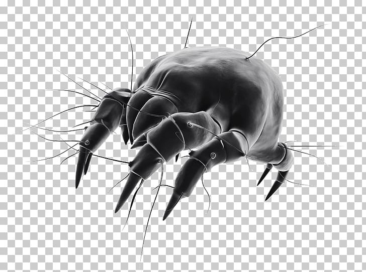 House Dust Mites Bed Bug PNG, Clipart, Allergen, Allergy, Arthropod, Artwork, Bed Bug Free PNG Download