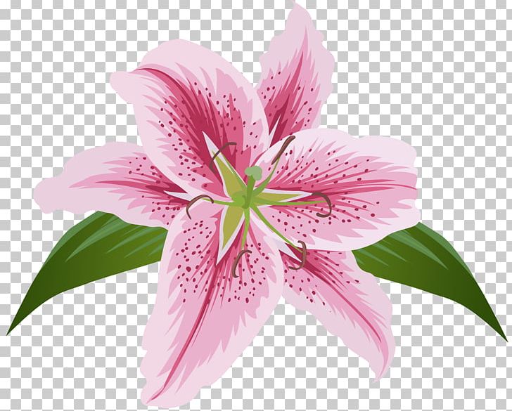 Lily Lilium Female Liliaceae Flower PNG, Clipart, Art, Clipart, Clip Art, Digital Image, Female Free PNG Download