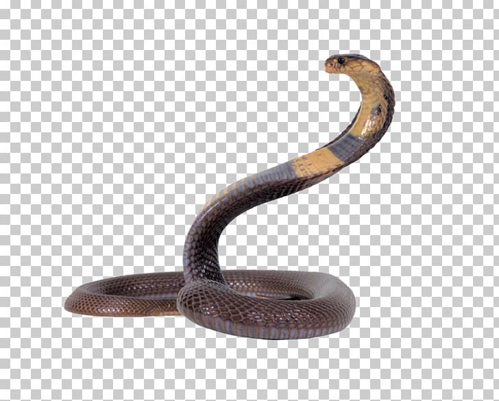 Snake Egyptian Cobra Reptile King Cobra PNG, Clipart, Animals, Boa Constrictor, Cobra, Cobras, Desktop Wallpaper Free PNG Download