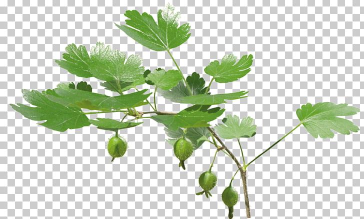 Stock Photography Leaf Parsley Twig PNG, Clipart, Branch, Coriander, Fig Leaf, Grapevine Family, Green Free PNG Download