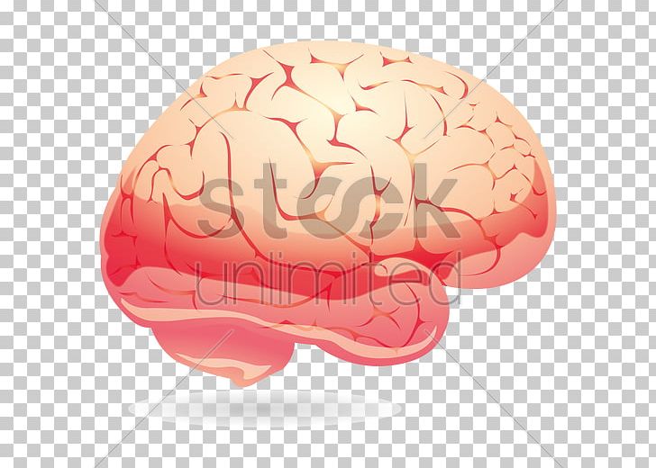 Brain PNG, Clipart, Brain, Brain Vector, Computer Icons, Download, Human Free PNG Download