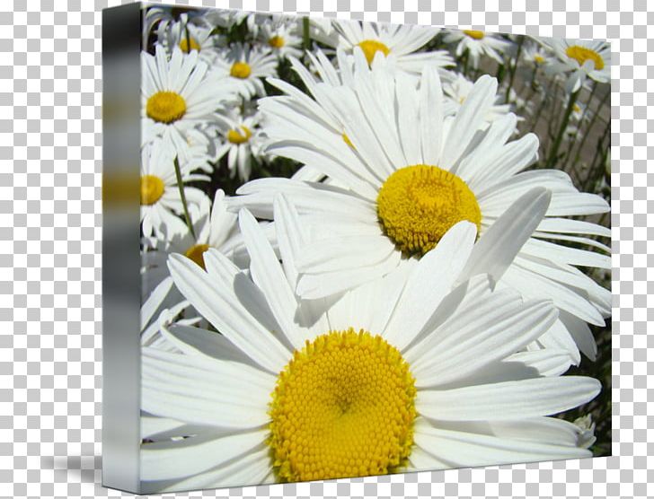 Common Daisy Chrysanthemum Daisy Family Oxeye Daisy Flora PNG, Clipart, Aster, Chrysanthemum, Chrysanths, Common Daisy, Cut Flowers Free PNG Download
