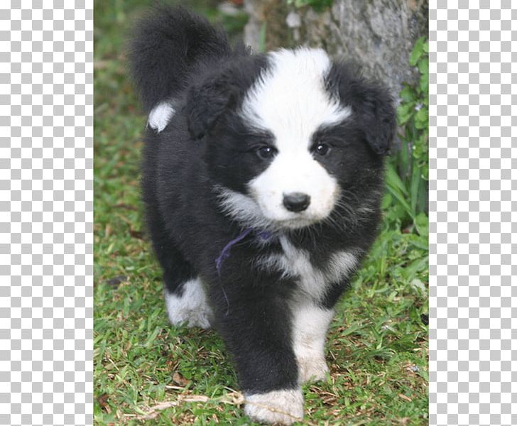 English Shepherd Border Collie Australian Shepherd Miniature American Shepherd Dog Breed PNG