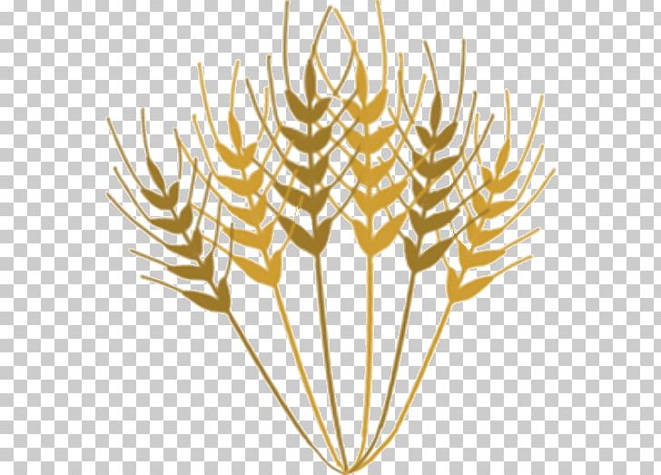 Food Commodity Line Grasses PNG, Clipart, Branch, Commodity, Flower, Food, Golden Ears Of Wheat Png Free PNG Download