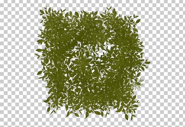 Leaf Tree Shrub Herb PNG, Clipart, Crystal Word, Grass, Herb, Leaf, Plant Free PNG Download