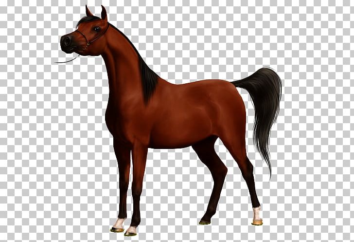 Stallion Arabian Horse Mustang American Paint Horse Gypsy Horse PNG, Clipart, Arabian Horse, Bay, Bridle, Colt, English Riding Free PNG Download