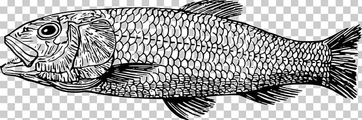 Tilapia Tyrannosaurus Cretaceous Fish PNG, Clipart, Ancient, Animal, Animal Figure, Animals, Black And White Free PNG Download