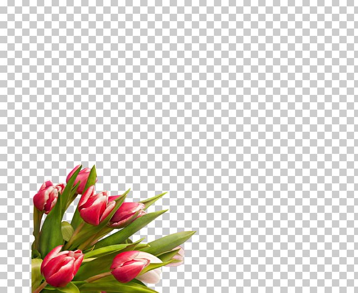 Tulip Digital Cut Flowers PNG, Clipart, Bud, Computer Network, Cut Flowers, Digital Image, Download Free PNG Download