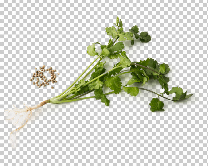 Parsley PNG, Clipart, Anthriscus, Celery, Chervil, Chinese Celery, Coriander Free PNG Download