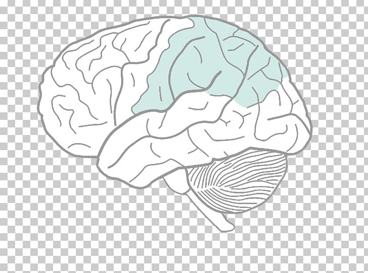 Human Brain Diagram Drawing Human Body PNG, Clipart, Anatomy, Area, Artwork, Brain, Chart Free PNG Download