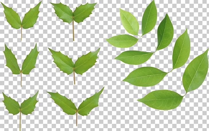 Leaf Ligustrum Lucidum PNG, Clipart, Branch, Download, Free Png Image, Grass, Green Free PNG Download