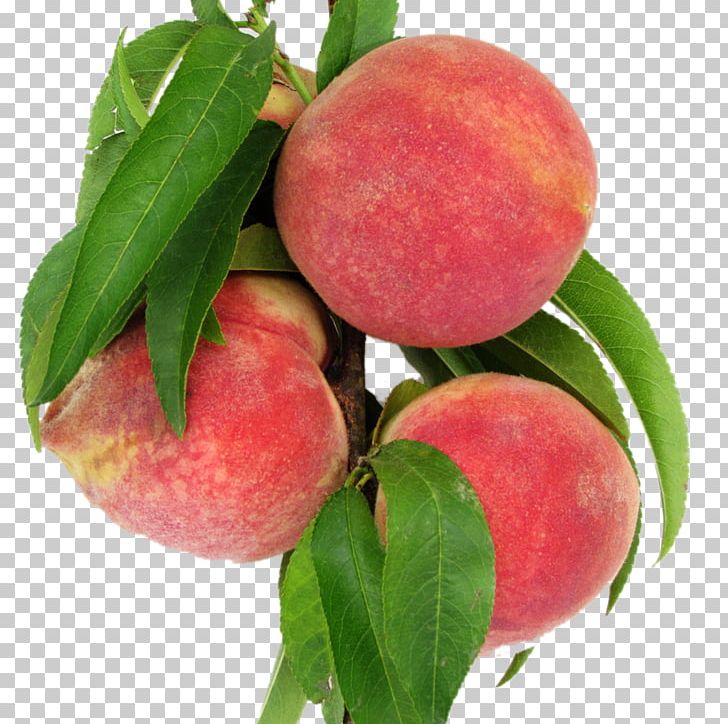 Nectarine Leaf Peach Food PNG, Clipart, Alli, Apple, Apricot, Auglis, Blade Free PNG Download