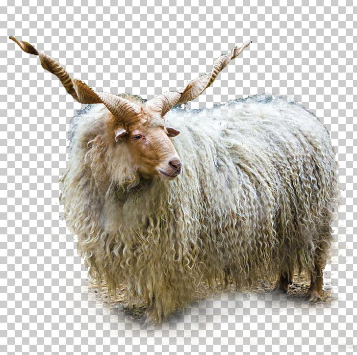 Racka Ovis Orientalis Barbary Sheep Red Deer Markhor PNG, Clipart, Antler, Barbary Sheep, Bighorn Sheep, Cattle Like Mammal, Cow Goat Family Free PNG Download