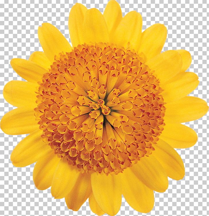 Transvaal Daisy Flower Stock Photography Petal Color PNG, Clipart, Calendula, Chrysanths, Color, Common Daisy, Common Sunflower Free PNG Download