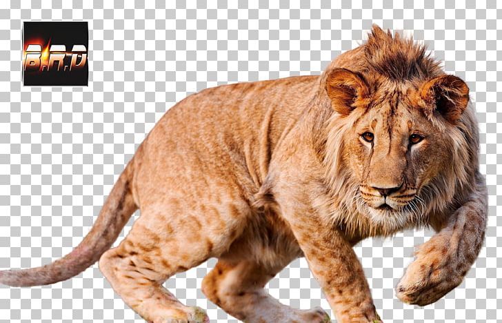 Ultra-high-definition Television 4K Resolution Desktop PNG, Clipart, 4k Resolution, 720p, Aspect Ratio, Big Cats, Carnivoran Free PNG Download