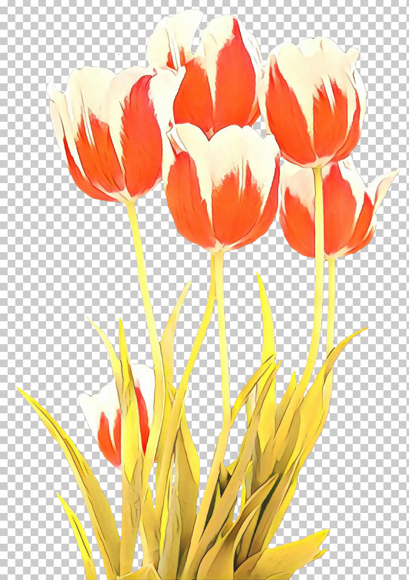 Flower Tulip Petal Plant Lady Tulip PNG, Clipart, Coquelicot, Cut Flowers, Flower, Lady Tulip, Petal Free PNG Download