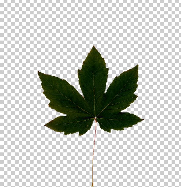 Cannabis Leaf Hemp Oil PNG, Clipart, Canada, Cannabidiol, Cannabinoid, Cannabis, Cannabis Cup Free PNG Download