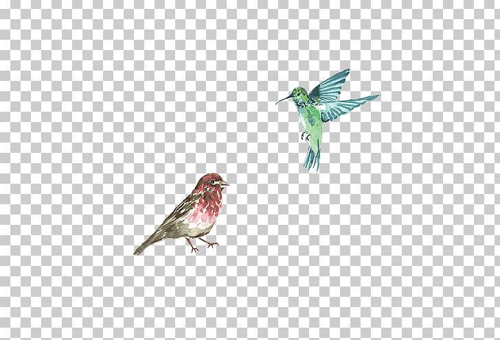 Hummingbird PNG, Clipart, Animals, Ann, Beak, Bird, Cartoon Free PNG Download