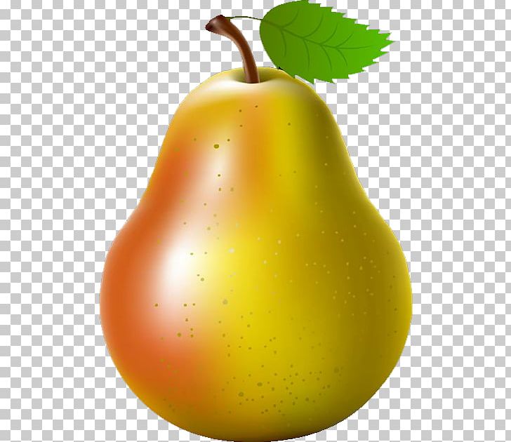 Pyrus Nivalis Fruit Auglis PNG, Clipart, 3d Computer Graphics, Apple, Apple Pears, Auglis, Beautiful Free PNG Download