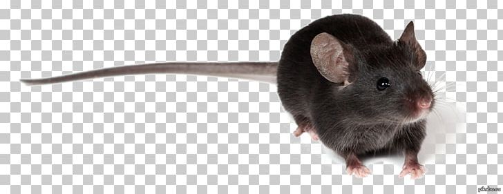 Rat House Mouse Murids Myomorpha PNG, Clipart, Animal, Animals, Bird, European Rabbit, House Mouse Free PNG Download
