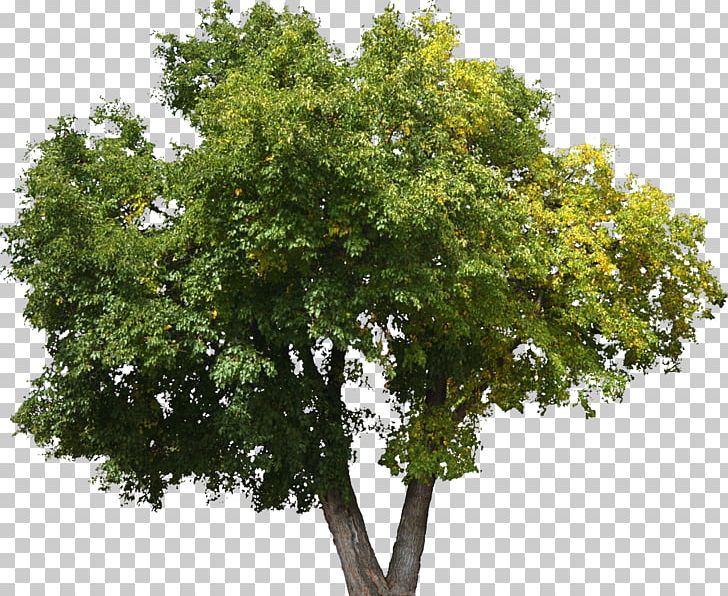 Tree Oak Shrub Lindens Plant PNG, Clipart, Birch, Branch, Broadleaved Tree, Bushes, Child Free PNG Download