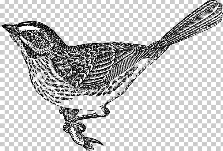 Bird Nest Swallow Sparrow PNG, Clipart, Animals, Art, Beak, Bird, Birdcage Free PNG Download