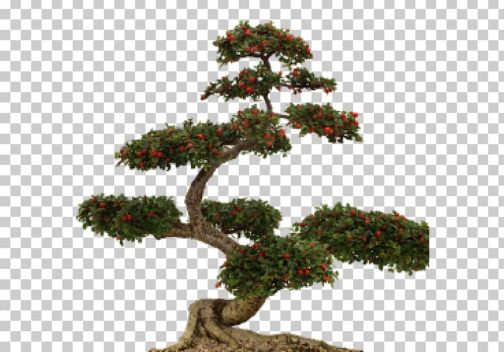 Bonsai Fukien Tea Tree Png Clipart Bonsai Bonsai Tree Drawing Evergreen Houseplant Free Png Download