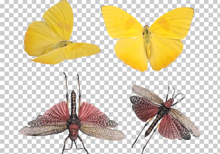 Brush-footed Butterflies Pieridae Moth Gossamer-winged Butterflies Butterfly PNG, Clipart, Arthropod, Babochka, Brush Footed Butterfly, Butterfly, Insect Free PNG Download