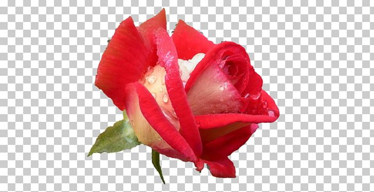Garden Roses Cabbage Rose Paper Bush Roses PNG, Clipart, Bud, Bush Roses, Closeup, Cut Flowers, Damask Rose Free PNG Download