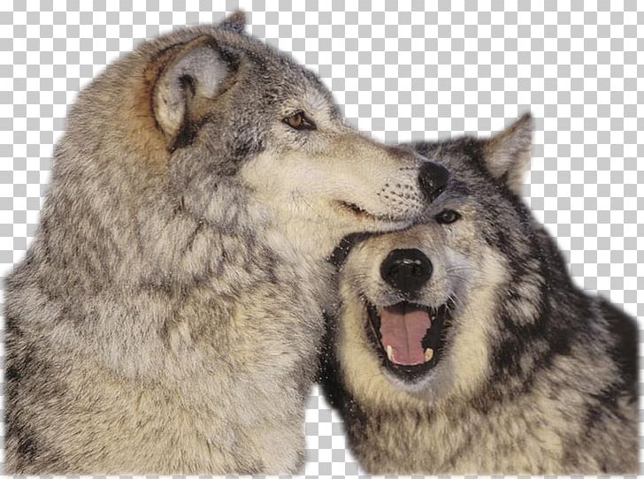 Puppy Dog Coyote Baby Wolves Cuteness PNG, Clipart, Akaskan Malamute, Animal, Animals, Arctic Wolf, Baby Wolves Free PNG Download