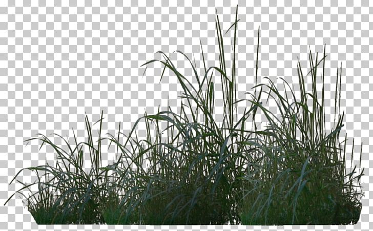 Tree Rendering Plant PNG, Clipart, American Sycamore, Commodity, Crop, Grass, Grasses Free PNG Download