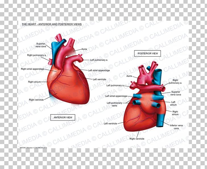 Braunwald's Heart Disease: Review And Assessment Heart Disease: A Textbook Of Cardiovascular Medicine Anatomy Cardiology PNG, Clipart,  Free PNG Download