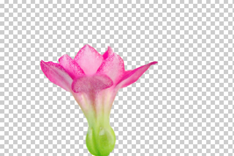 Plant Stem Cut Flowers Bud Tulip Petal PNG, Clipart, Biology, Bud, Closeup, Cut Flowers, Flower Free PNG Download