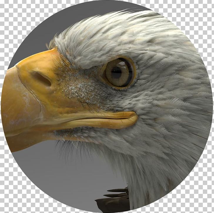 Eagle Artstation ZBrush Autodesk 3ds Max 3D Computer Graphics PNG, Clipart, 3d Computer Graphics, 3dmax, 3ds, Accipitriformes, Animals Free PNG Download