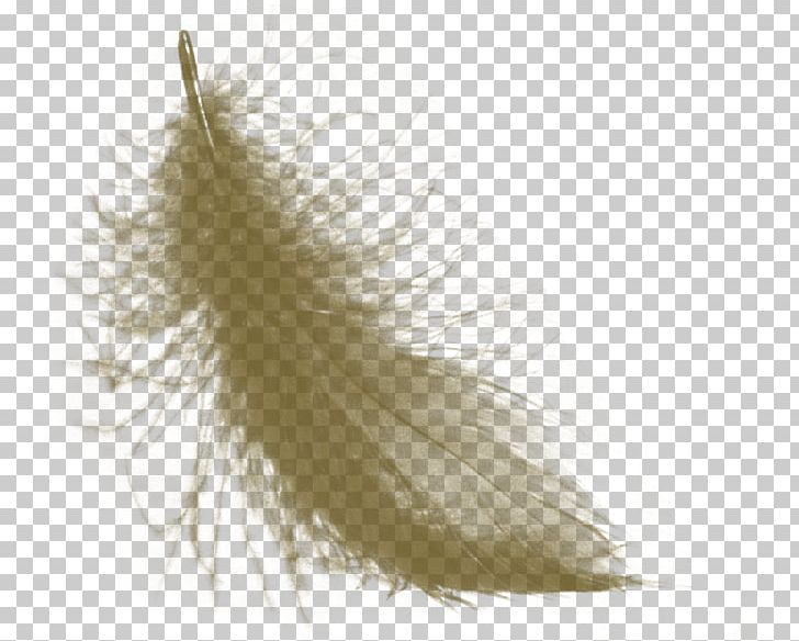 Feather Fashion PNG, Clipart, Animals, Fashion, Feather, Quill Free PNG Download