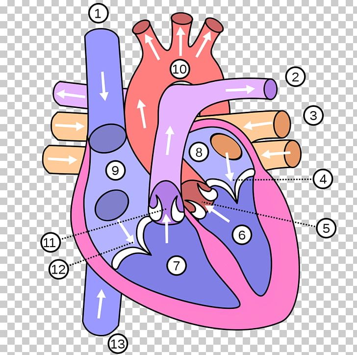 Heart Human Body Anatomy Diagram Vein PNG, Clipart, Anatomy, Area, Artery, Circulatory System, Diagram Free PNG Download