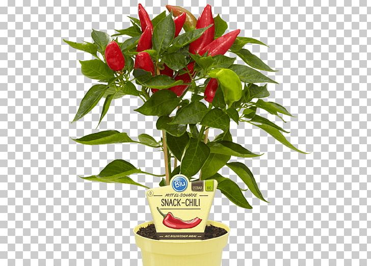 Bird's Eye Chili Chili Pepper Biber Peppers Peperoncino PNG, Clipart,  Free PNG Download
