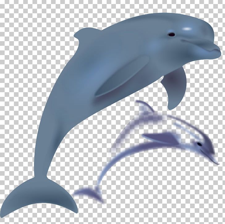 Dolphin Free Content PNG, Clipart, Beak, Blog, Bottlenose Dolphin, Chinese White Dolphin, Common Bottlenose Dolphin Free PNG Download