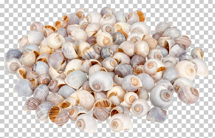 Pila Globosa Seashell Gastropod Shell Gastropods PNG, Clipart, Amazoncom, Ampullariidae, Animals, Bivalvia, Burgundy Snail Free PNG Download