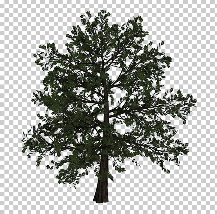 Tree Woody Plant Branch PNG, Clipart, 3d Computer Graphics, Blog, Branch, Conifer, Conifers Free PNG Download