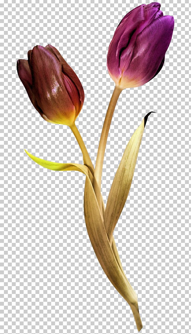 Tulip Cut Flowers Blume PNG, Clipart, Advertising, Blume, Bud, Color, Common Sunflower Free PNG Download