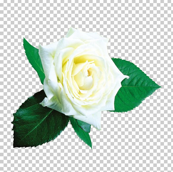Beach Rose Garden Roses Flower Centifolia Roses PNG, Clipart, Adobe Illustrator, Background White, Black White, Centifolia Roses, Cut Flowers Free PNG Download