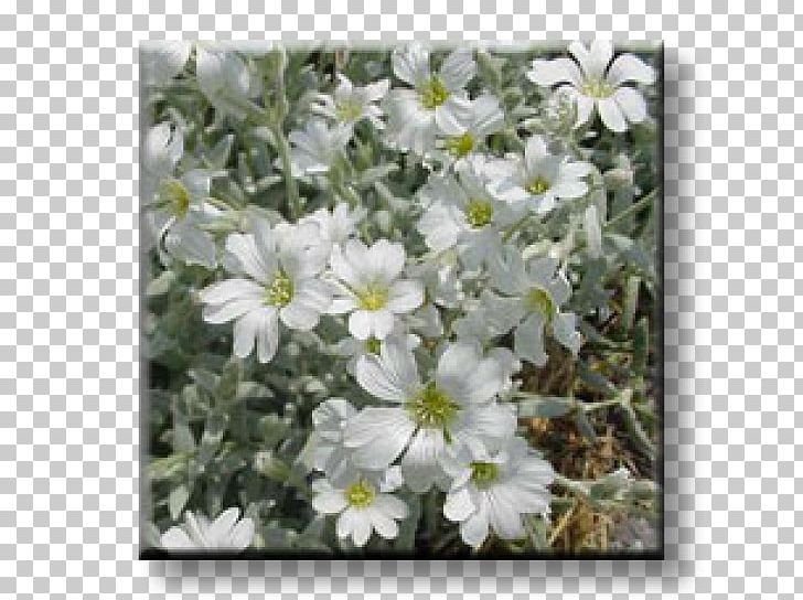 Phlox Subulata Perennial Plant Geranium Macrorrhizum Cornus Sericea Cerastium Tomentosum PNG, Clipart,  Free PNG Download