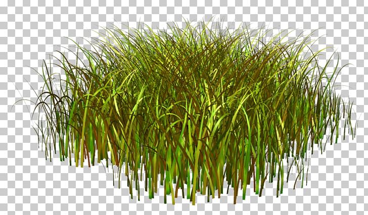 Portable Network Graphics Tree Landscape PNG, Clipart, Commodity, Flower, Flower Garden, Grass, Grass Family Free PNG Download