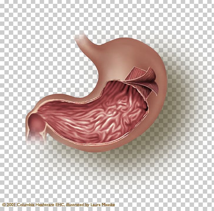 Stomach Smooth Muscle Tissue Muscular Layer PNG, Clipart, Anatomy, Biology, Digestion, Duodenum, Flesh Free PNG Download