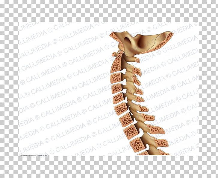Vertebral Column Rachis Bone Neck PNG, Clipart, Anatomical Terms Of Location, Body Jewelry, Bone, Data, Fashion Accessory Free PNG Download