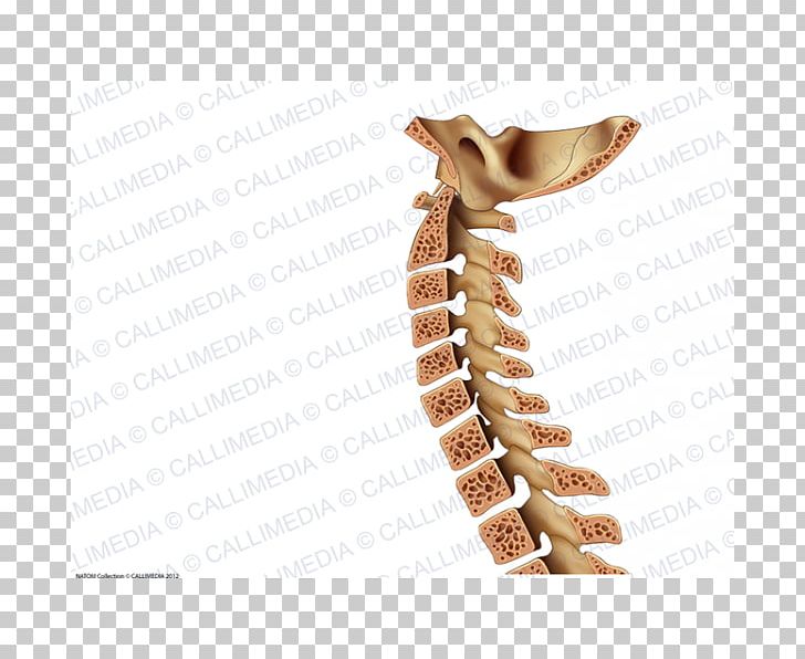 Vertebral Column Rachis Bone Neck PNG