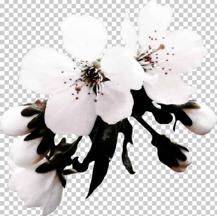 Apples Flower Blossom PNG, Clipart, Blossoms, Bmp File Format, Branch, Bunga Sakura, Cherry Free PNG Download